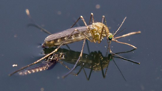 Não existe ainda vacina para combater a Febre do Nilo Ocidental em humanos - Wikimedia Commons