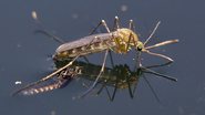 Não existe ainda vacina para combater a Febre do Nilo Ocidental em humanos - Wikimedia Commons