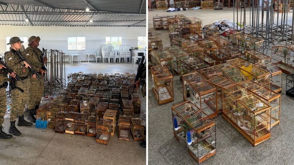 Mais de 30 pessoas flagradas pela PM em torneio irregular de pássaros são conduzidas à delegacia em Salvador