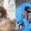 Gato com 29 dedos ultrapassa recorde mundial e entra para o Guinness Book