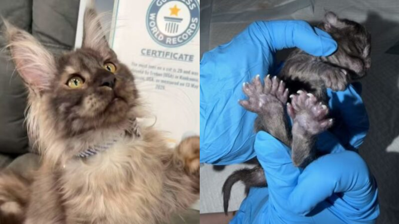 Reprodução/Blue Northern Maine Coons