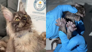 Reprodução/Blue Northern Maine Coons