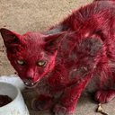 Reprodução/Facebook(League City Animal Care)