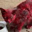 Reprodução/Facebook(League City Animal Care)