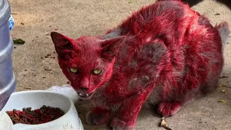 Reprodução/Facebook(League City Animal Care)