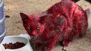 Reprodução/Facebook(League City Animal Care)