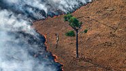 Rodrigo Baleia - Greenpeace