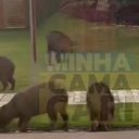 Elas puderam ser vistas andando entre as casas e ruas do condomínio - Reprodução / Minha Camaçari