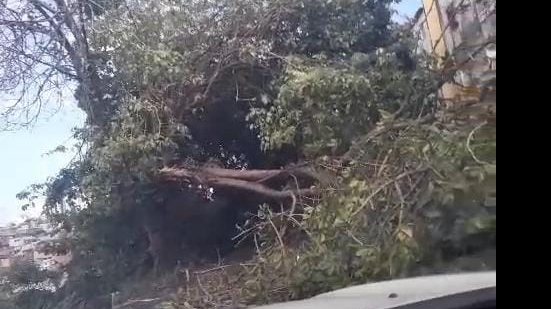 Segundo a população local, existem também outras árvores, principalmente mangueiras antigas, com risco de queda nessa área verde - Vídeo de moradores
