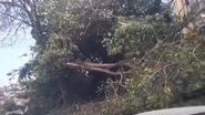 Segundo a população local, existem também outras árvores, principalmente mangueiras antigas, com risco de queda nessa área verde - Vídeo de moradores