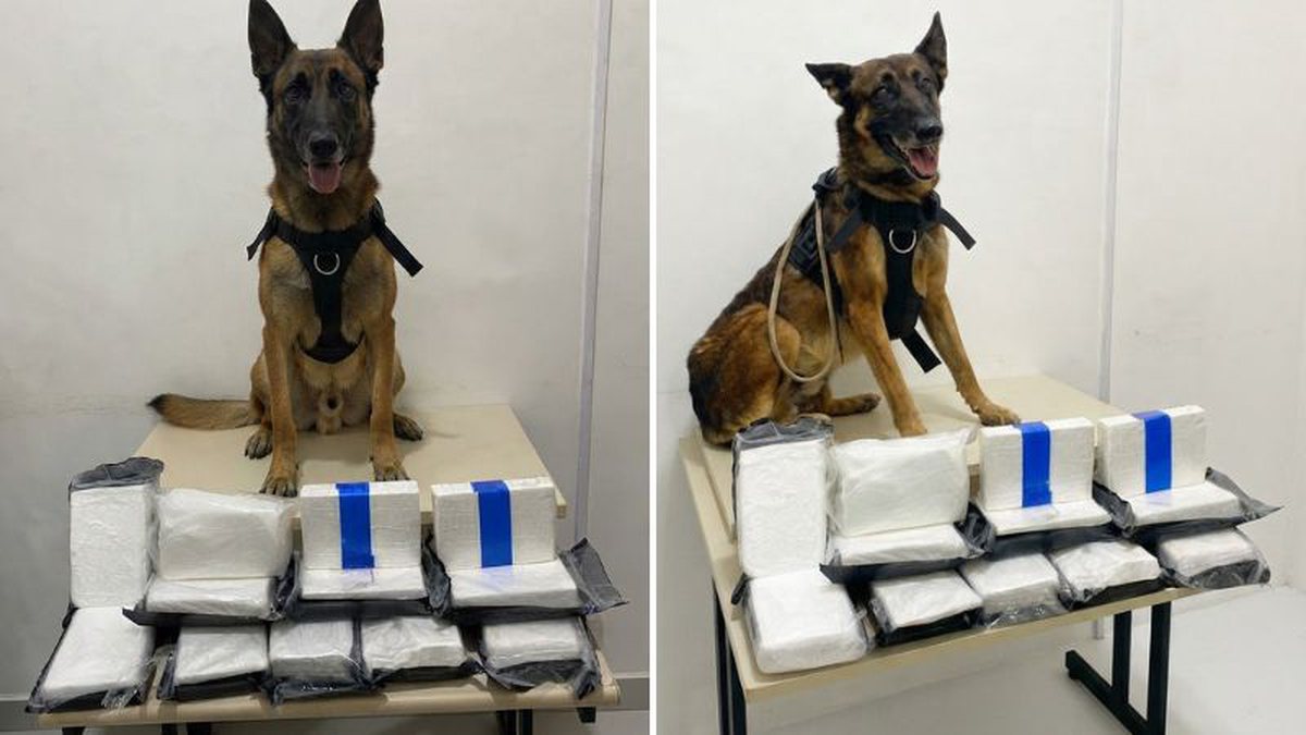Cão farejador entrega esconderijo de cocaína à PM e três são presos na Bahia - QTU Questões do Universo
