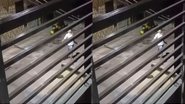 Reprodução/ Vídeo/ Redes Sociais