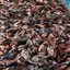 A preocupação da prefeitura é que o aumento dos peixes interfira negativamente na atividade dos pescadores - Semac/Divulgação