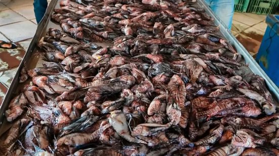 A preocupação da prefeitura é que o aumento dos peixes interfira negativamente na atividade dos pescadores - Semac/Divulgação