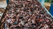 A preocupação da prefeitura é que o aumento dos peixes interfira negativamente na atividade dos pescadores - Semac/Divulgação