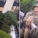 Imagem VÍDEO: Cobra de grande porte é resgatada em canteiro de edifício comercial em Salvador; assista