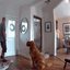 VÍDEO: Golden viraliza nas redes sociais ao tentar brincar com homem que invadiu sua casa