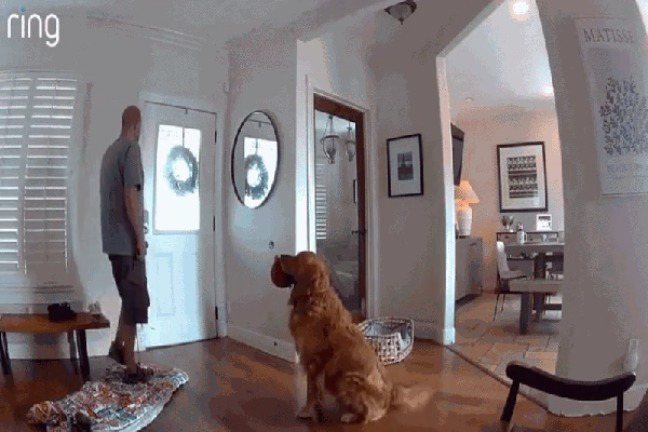O cachorro não alertou para a presença do desconhecido - Dante Rowley/Instagram