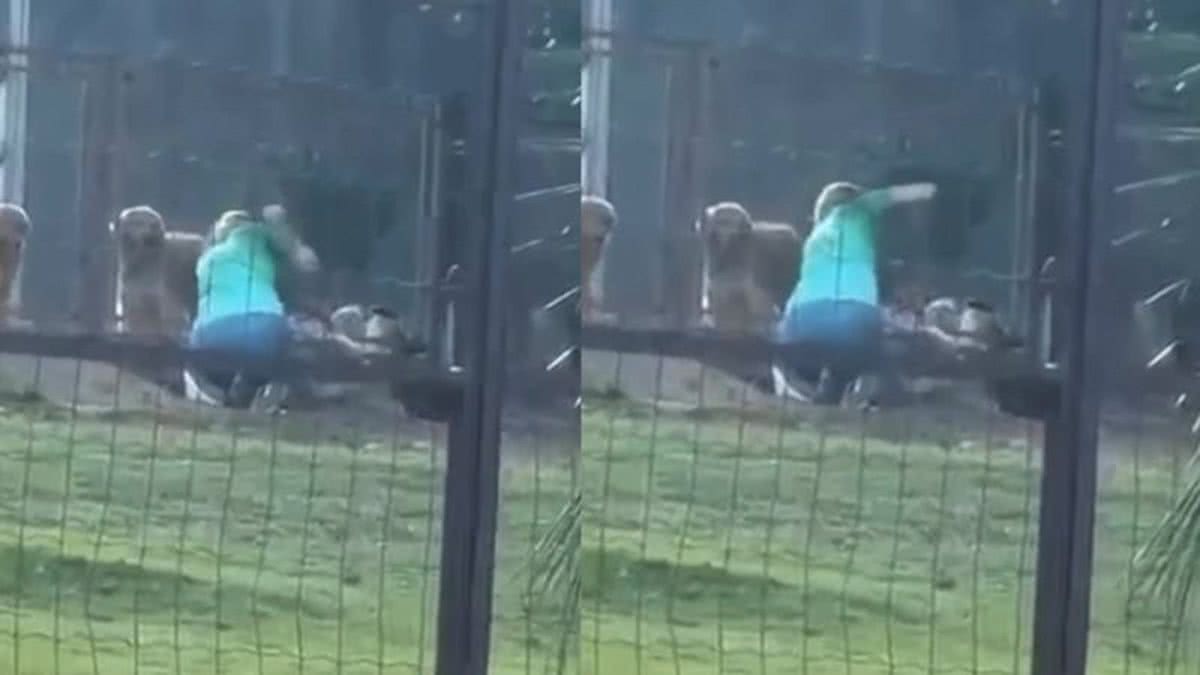 “É revoltante”: Vídeo mostra cão sendo agredido com diversos tapas em hotel para animais; outro caso surge
