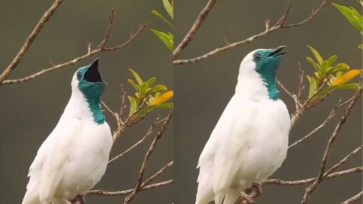 O terror do karaokê! Ave amazônica tem canto tão alto que pode causar dor auditiva em humanos