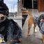 Chihuahua de 21 cm passa a integrar a Guarda Nacional no México