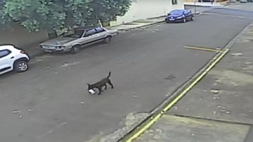 Reprodução/ Câmeras de segurança