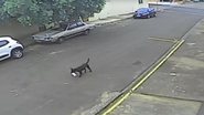 Reprodução/ Câmeras de segurança