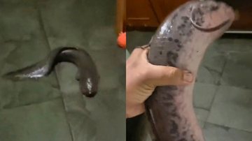 Reprodução/TikTok @equipe.exotica