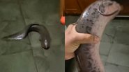 Reprodução/TikTok @equipe.exotica