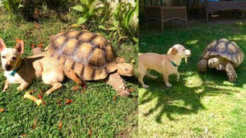 Tik Tok / @tillygthetortoise