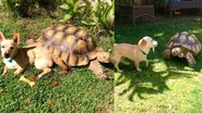 Tik Tok / @tillygthetortoise