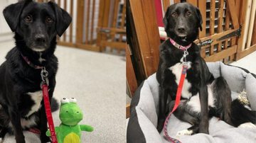 Redes Sociais/Oakwood Dog Rescue