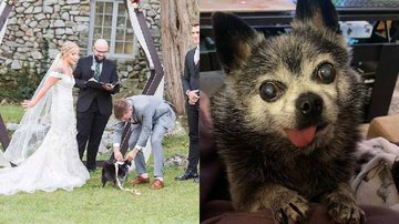 Reprodução/Instagram @rockydoggo