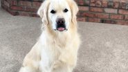 Reprodução/Instagram @charlie_the_golden18