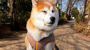 Reprodução/Instagram @unihalo