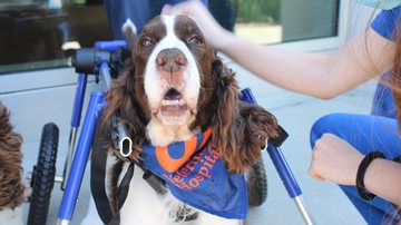 Reprodução/Facebook/University of Florida College of Veterinary Medicine