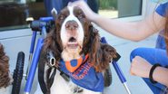 Reprodução/Facebook/University of Florida College of Veterinary Medicine