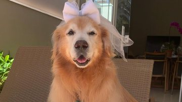 Reprodução/Instagram @zara.golden