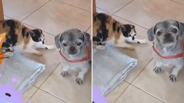 Reprodução/TikTok @amandaalckmim0