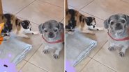 Reprodução/TikTok @amandaalckmim0