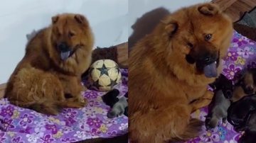 Reprodução/TikTok @papodekasal