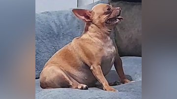 Reprodução/TikTok @mlramoss