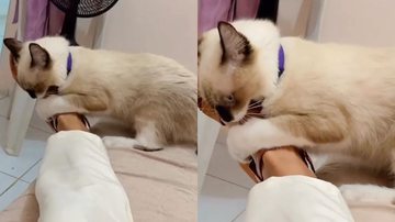 Reprodução/TikTok @iarabeezerra