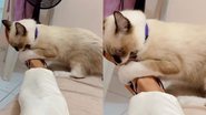Reprodução/TikTok @iarabeezerra
