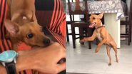 Reprodução/TikTok