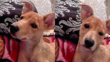 Reprodução/TikTok @cajuschmitt