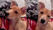 Reprodução/TikTok @cajuschmitt