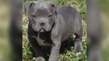 Reprodução/TikTok @_rollobo