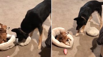 Reprodução/TikTok @stinkybooty04