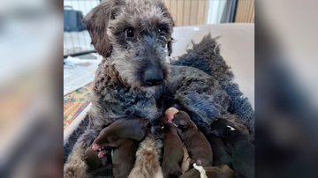 Divulgação/RSPCA